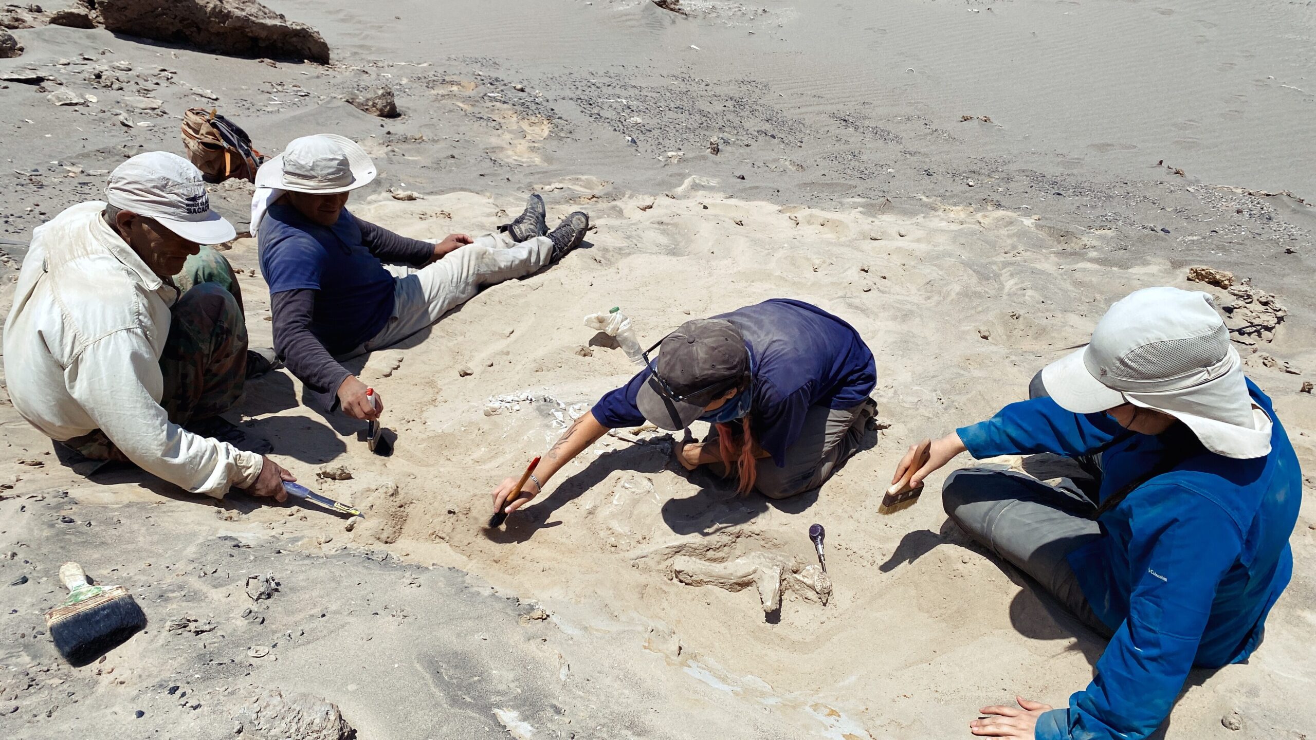 Luz Poulard, Bióloga Marina de la Pontificia Universidad Católica escarbando fósiles en su pasantía de investigación en Perú.